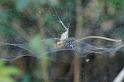 Cyrtophora_citricola_D3194_Z_82_Valle Gran Rey_Spanje
